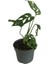 Mini Boy Monstera Monkey Mask 25 cm 2