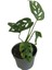 Mini Boy Monstera Monkey Mask 25 cm 4