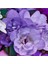 6 Adet Mor Frezya Çiçeği ( Freesia ) Soğanı Mis Kokulu Katmerli 1