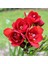 100 Adet Kırmızı Frezya Çiçeği ( Freesia ) Soğanı Mis Kokulu Katmerli 1