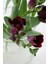 100 Adet Bordo Frezya Çiçeği ( Freesia ) Soğanı Mis Kokulu Katmerli 1