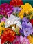 100 Adet Kırmızı Frezya Çiçeği ( Freesia ) Soğanı Mis Kokulu Katmerli 1