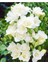 8 Adet Beyaz Frezya Çiçeği ( Freesia ) Soğanı Mis Kokulu Katmerli 1