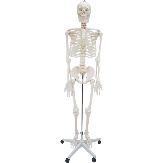 Erkentmed Wıllıam Insan Iskelet Modeli Tam Boy 180 cm Iskelet Afiş Hediyeli