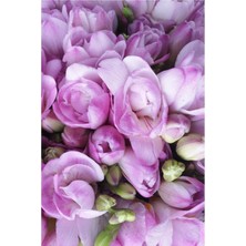 45 Adet Lila Frezya Çiçeği (Freesia) Soğanı Mis Kokulu Katmerli