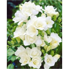 4 Adet Beyaz Frezya Çiçeği (Freesia) Soğanı Mis Kokulu Katmerli