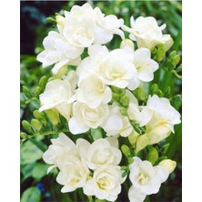 55 Adet Beyaz Frezya Çiçeği (Freesia) Soğanı Mis Kokulu Katmerli