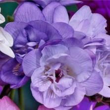 60 Adet Mor Frezya Çiçeği ( Freesia ) Soğanı Mis Kokulu Katmerli