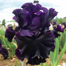 Doğa Garden 2 Adet Black Iris (Süsen) Germenica Çiçek Soğanı