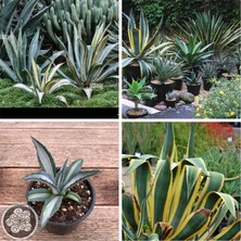 Doğa Garden Agave Americana Fidesi Kampanya
