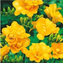 Sarı Tarım 35 Adet Sarı Frezya Çiçeği ( Freesia ) Soğanı Mis Kokulu