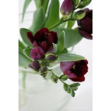 Tropikal Tarım 10 Adet Bordo Frezya Çiçeği ( Freesia ) Soğanı Mis Kokulu