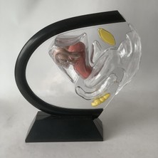 Belovee 3D Üreme Uterus Modeli, Ayrıntılı Şeffaf Dişi Ekran (Yurt Dışından)