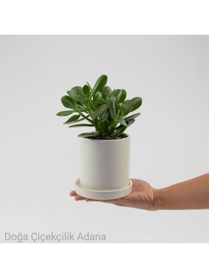 Doğa Garden Seramik Saksıda Para Ağacı Bereket Ağacı Crassula Ovata