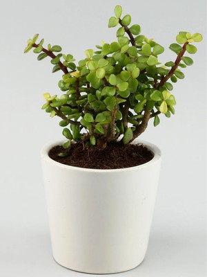 Doğa Garden Portulacaria Afra Para Ağacı Fil Azlığı