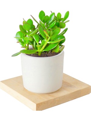 Doğa Garden Seramik Saksıda Crassula Ovata Para Çiçeği +5 Alman Zambağı Soğanı