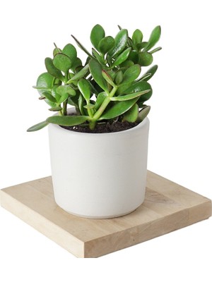 Doğa Garden Seramik Saksıda Crassula Ovata Para Çiçeği+5 Alman Zambağı