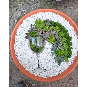Agossa Dolomit Taş 5 kg 1-2 cm Dere Çakıl Taşı Bahçe Süs Taşı Saksı Teraryum Taşı Akvaryum No.3m