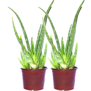 Doğa Garden 2 Adet Aloevera Çiçeği Bitkisi Aloe Vera Fidanı Dolgun Bol Yavrulu 25-30CM