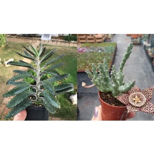 Doğa Garden 1 Aşkın Gözyaşı + 1 Leş Kaktüsü