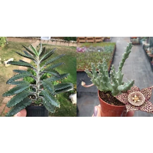 Doğa Garden 1 Aşkın Gözyaşı + 1 Leş Kaktüsü