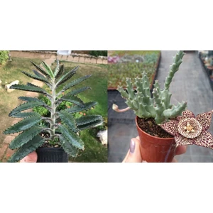 Doğa Garden 1 Aşkın Gözyaşı + 1 Leş Kaktüsü