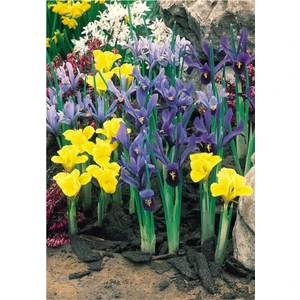 Doğa Garden 50 Adet Iris Süsen Soğanı