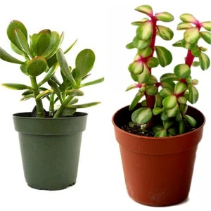 Doğa Garden 2 Tür Para Ağacı Crassula Ovata+Yeşim Ağacı