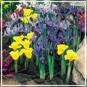 Doğa Garden 50 Adet Iris Süsen Soğanı