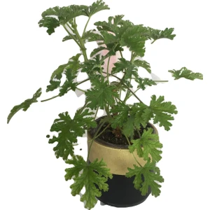 Doğa Garden Gül Damlası Çiçeği Itır