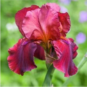 Doğa Garden 2 Adet Fuşya Renk Iris (Süsen) Germanica Çiçek Soğanı