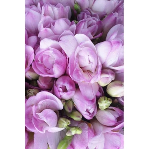 Net Tarım 1 Adet Lila Frezya Çiçeği ( Freesia ) Soğanı Mis Kokulu