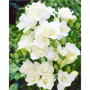 Net Tarım 2 Adet Beyaz Frezya Çiçeği ( Freesia ) Soğanı Mis Kokulu