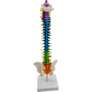 Pelvis Ayakta Sınıf Için Renkli Insan Omurga Modeli Çalışma Modeli Omurilik (Yurt Dışından)