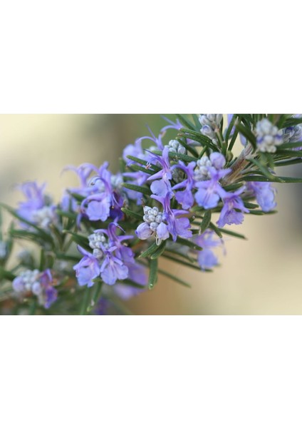 - Biberiye / 4 Adet (Rosmarinus Officinalis)