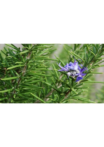 - Biberiye / 4 Adet (Rosmarinus Officinalis) fiyatları