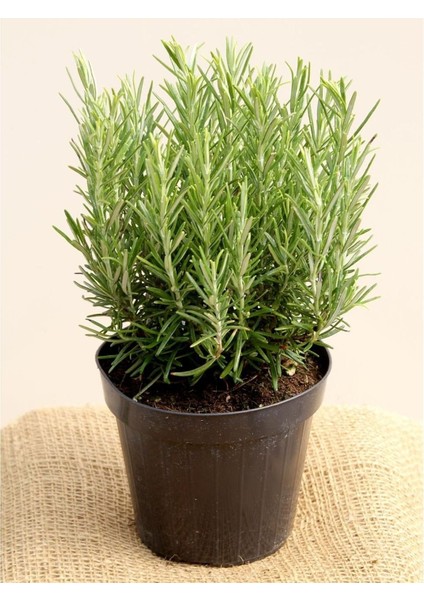 - Biberiye / 4 Adet (Rosmarinus Officinalis) modelleri