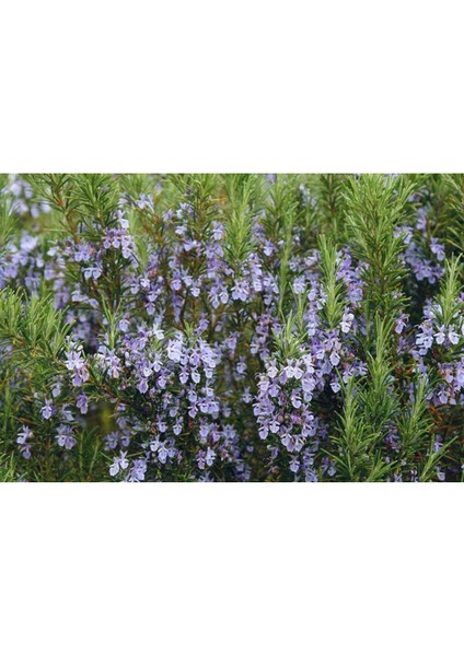 - Biberiye / 4 Adet (Rosmarinus Officinalis) fırsatları