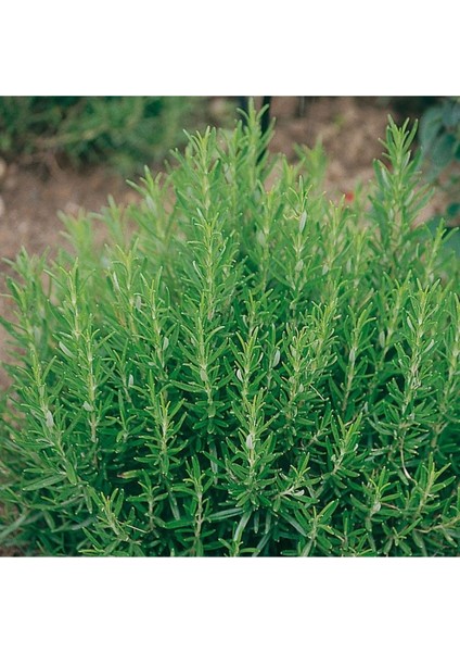 - Biberiye / 4 Adet (Rosmarinus Officinalis) indirimleri