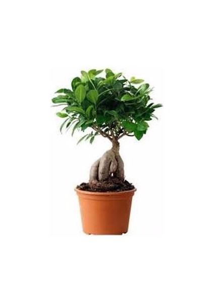 Ginseng Bonsai