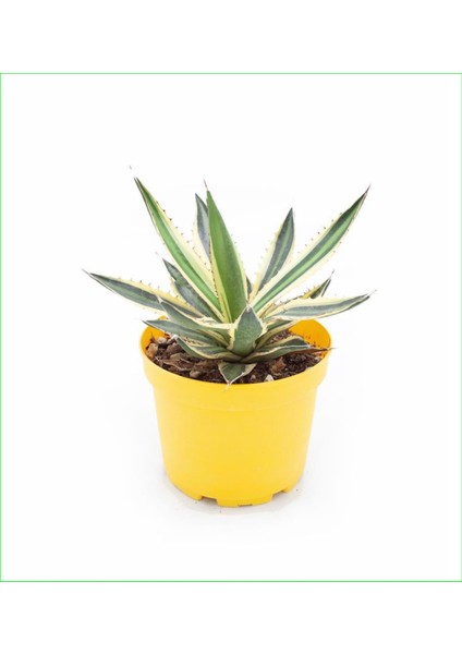 2 Adet Alacalı Agave 8.5 Saksılı