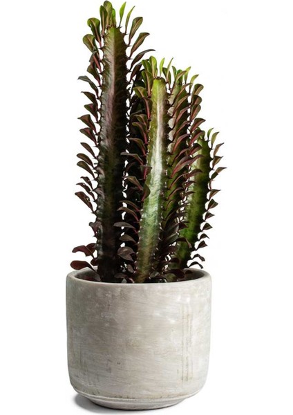 Dekoratif Saksılı Süt Ağacı Euphorbia Trigona (Süt Ağacı)