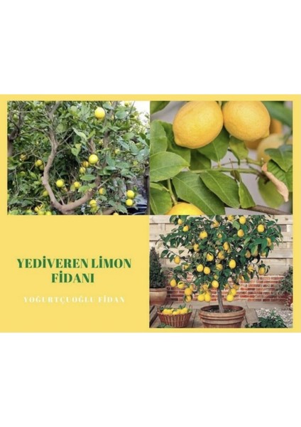 Yediveren Limon Fidanı