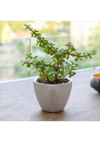 Dekoratif Saksıda Para Ağacı Bereket Ağacı Afra Bonsai