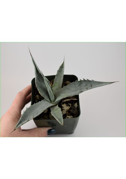Agave Americana Bitkisi Küçük Boy