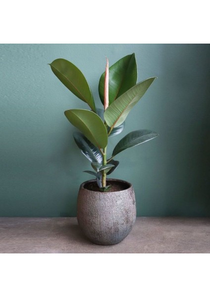 Kauçuk Ağacı Ficus Elastica Dekoratif Saksıda