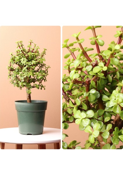 Şans ve Para Ağacı Portulacaria Afra