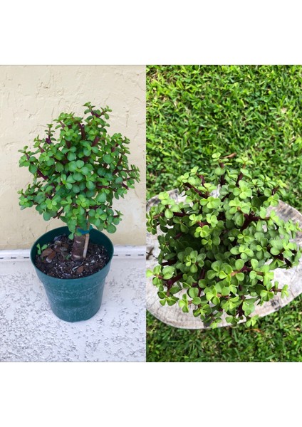 Bonsai Para Ağacı Afra Portulacaria