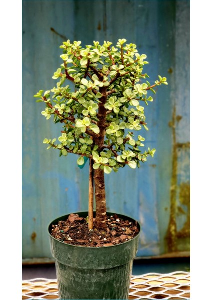Bonsai Para Ağacı Afra Portulacaria