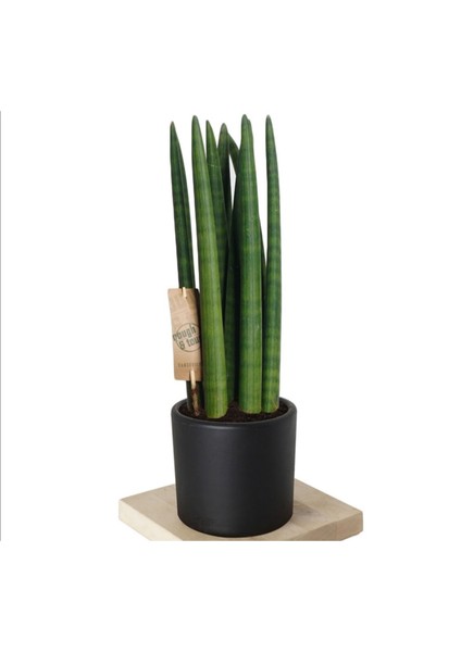 Paşa Kılıcı Sansevieria Cylindrica Özel Saksıda